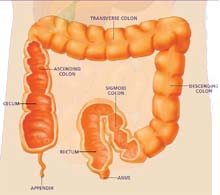Asge | Understanding Polyps And Their Treatment