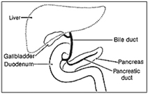 Anatomy03 Anatomy03