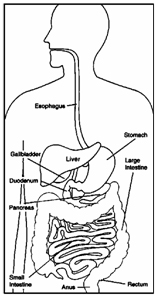 Anatomy Anatomy