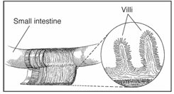 Anatomy02 Anatomy02
