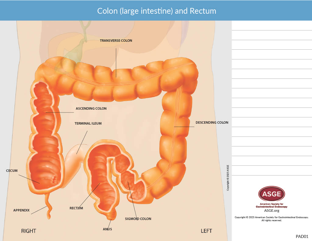 Colon (large intestine) and Rectum