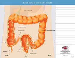 Colon (large intestine) and Rectum