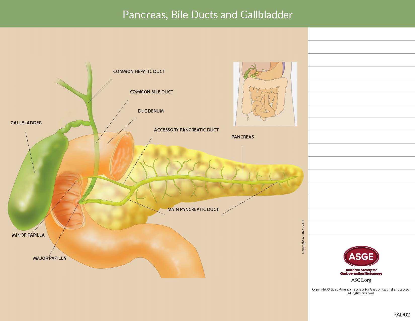 Pancreas, Bile Ducts and Gallbladder