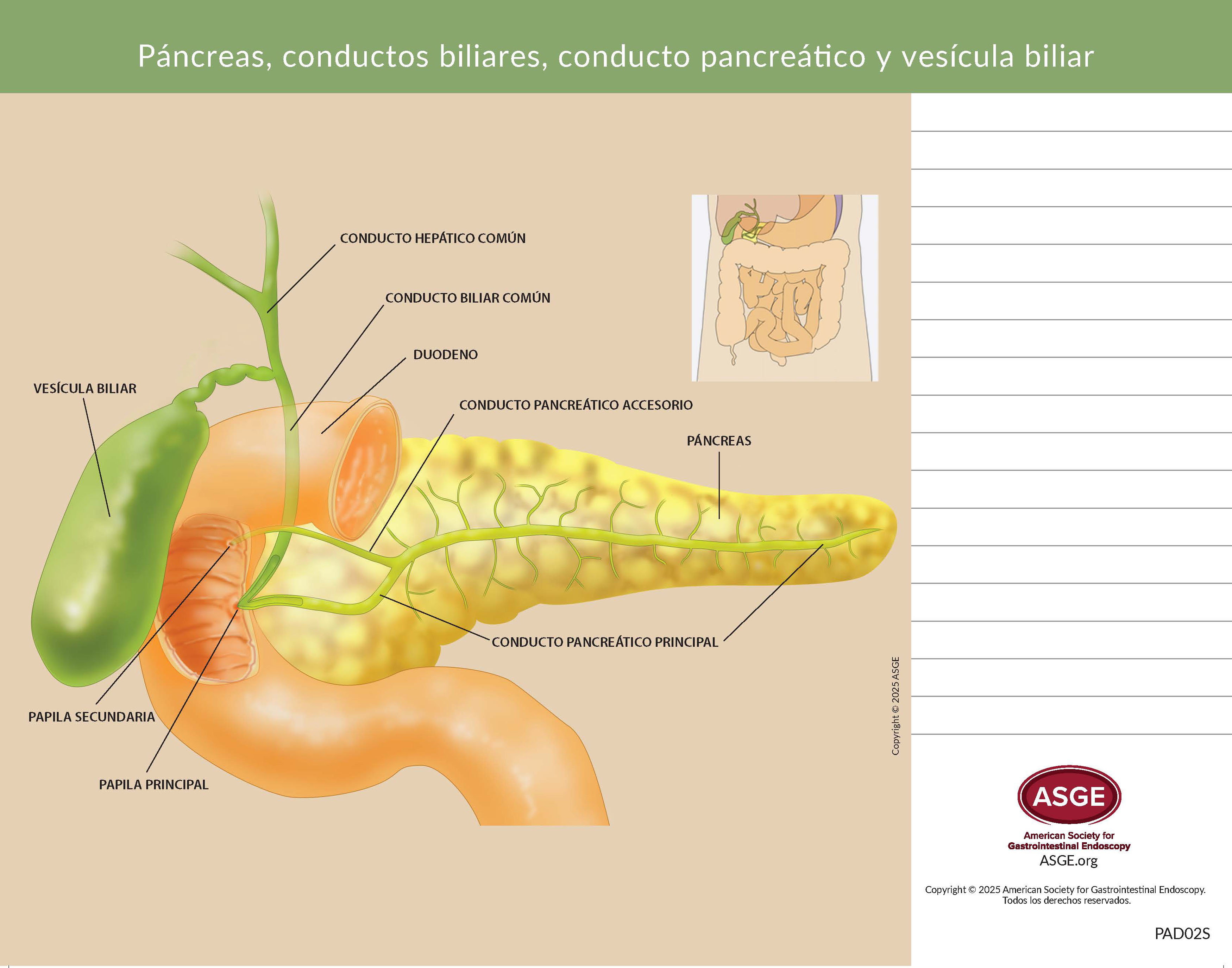 Pancreas, Bile
        Ducts and Gallbladder