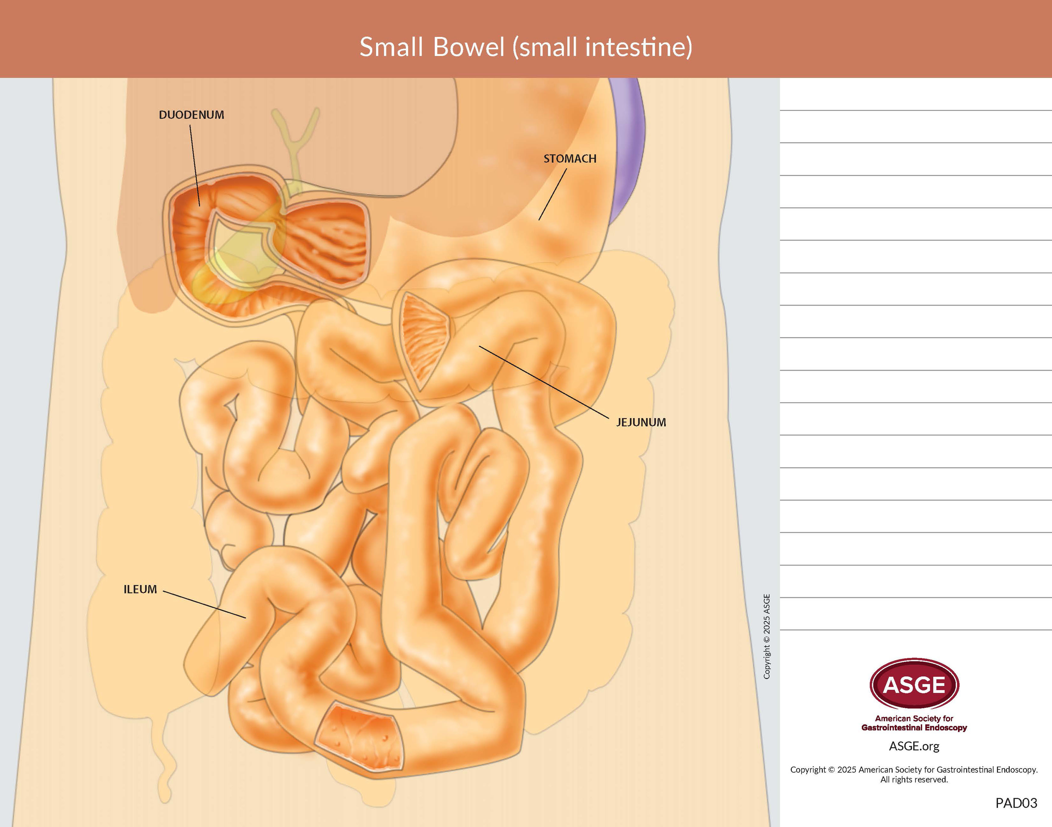 Small Bowel (small intestine)