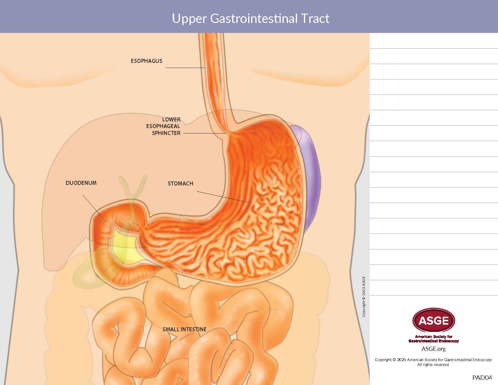 Upper Gastrointestinal Tract