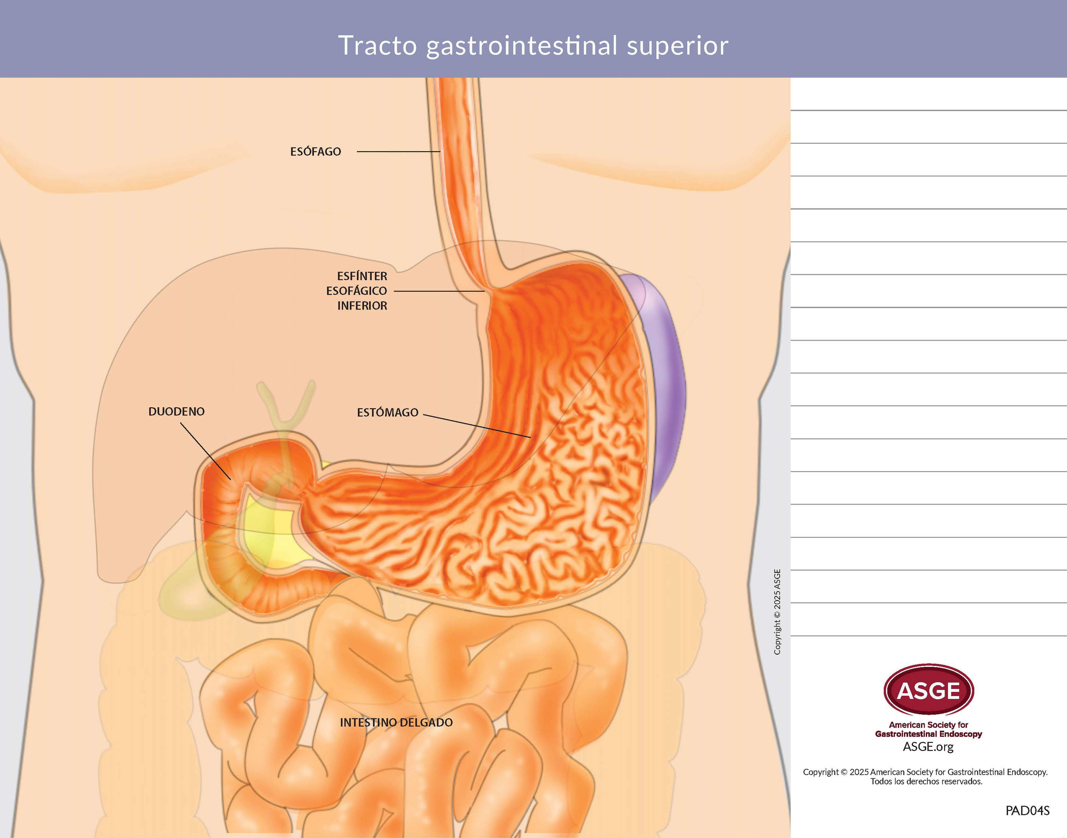 Upper
        Gastrointestinal Tract